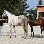 V píseckém hřebčinci se dnes představily tříleté klisny a letošní hříbata