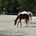 V píseckém hřebčinci se dnes představily tříleté klisny a letošní hříbata