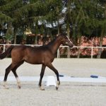 V píseckém hřebčinci se dnes představily tříleté klisny a letošní hříbata