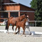 V píseckém hřebčinci se dnes představily tříleté klisny a letošní hříbata