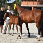 V píseckém hřebčinci se dnes představily tříleté klisny a letošní hříbata