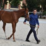 V píseckém hřebčinci se dnes představily tříleté klisny a letošní hříbata
