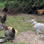 Selské slavnosti v Sudoměřicích jsou oslavou českých farmářů. Milovníci dobrého jídla slaví s nimi