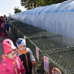 Na chovatelské výstavě v Měšicích je k vidění na 600 zvířat