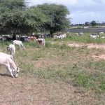 Z jihočeských Mažic do afrického Dakaru – Z Mauretánie do Senegalu