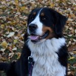 Sváteční den v Písku oživil Běh republiky