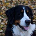 Sváteční den v Písku oživil Běh republiky