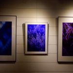 Fotografie plné barev a tajemství vystavují v Galerii Spektrum