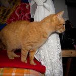Útulek Sirius v Záhoří se vyjadřuje k péči o kočky. Proč vyhlásil stop stav?