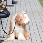 Písek v přípravě porazil nepříjemné Katovice