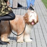 Písek v přípravě porazil nepříjemné Katovice
