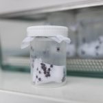 Stoprocentní účinnost. Českobudějovičtí parazitologové otestovali vakcínu proti lymské borelióze