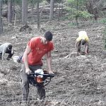 Strakoničtí házenkáři se zapojili do obnovy lesů. Vysázeli přes deset tisíc nových stromků