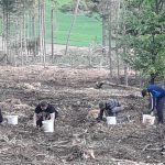 Strakoničtí házenkáři se zapojili do obnovy lesů. Vysázeli přes deset tisíc nových stromků