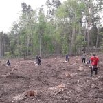 Strakoničtí házenkáři se zapojili do obnovy lesů. Vysázeli přes deset tisíc nových stromků
