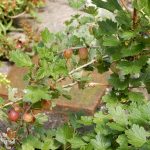 Pocitový chodníček v přírodní zahradě botanické zahrady láká k prozkoumání