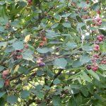 Pocitový chodníček v přírodní zahradě botanické zahrady láká k prozkoumání