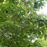 Pocitový chodníček v přírodní zahradě botanické zahrady láká k prozkoumání