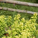 Pocitový chodníček v přírodní zahradě botanické zahrady láká k prozkoumání