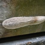 Chorvatský dub a teflonové šrouby. Začala oprava Stádleckého mostu