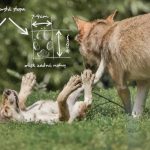V soběslavské knihovně vystavují projekt třeboňského fondu pro vydru