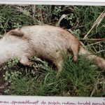 V soběslavské knihovně vystavují projekt třeboňského fondu pro vydru