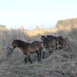 Divocí koně dnes osídlili dvě nové rezervace. Jedna je na Třeboňsku