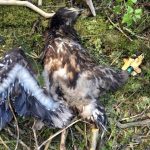 Za záchranu mláděte orla mořského v Dolní Radouni se Jan Tylšar dočkal ocenění