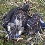 Za záchranu mláděte orla mořského v Dolní Radouni se Jan Tylšar dočkal ocenění
