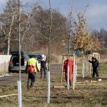 Dubové stromořadí lemuje část veselské cyklostezky