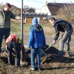 Dubové stromořadí lemuje část veselské cyklostezky