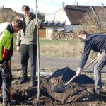 Dubové stromořadí lemuje část veselské cyklostezky