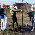 Dubové stromořadí lemuje část veselské cyklostezky