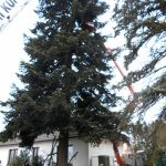 Vánoční jedle už zdobí hradecké náměstí. Rozsvítí se bez přítomnosti lidí