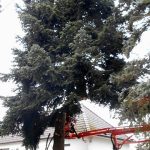 Vánoční jedle už zdobí hradecké náměstí. Rozsvítí se bez přítomnosti lidí