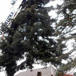 Vánoční jedle už zdobí hradecké náměstí. Rozsvítí se bez přítomnosti lidí