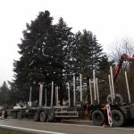 Vánoční jedle už zdobí hradecké náměstí. Rozsvítí se bez přítomnosti lidí