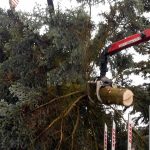 Vánoční jedle už zdobí hradecké náměstí. Rozsvítí se bez přítomnosti lidí