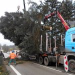 Vánoční jedle už zdobí hradecké náměstí. Rozsvítí se bez přítomnosti lidí