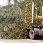 Vánoční jedle už zdobí hradecké náměstí. Rozsvítí se bez přítomnosti lidí