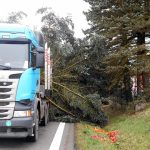 Vánoční jedle už zdobí hradecké náměstí. Rozsvítí se bez přítomnosti lidí