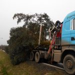Vánoční jedle už zdobí hradecké náměstí. Rozsvítí se bez přítomnosti lidí