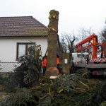 Vánoční jedle už zdobí hradecké náměstí. Rozsvítí se bez přítomnosti lidí