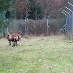 Zvířecí osazenstvo táborské zoo rozšířil pár ovcí kamerunských