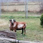 Zvířecí osazenstvo táborské zoo rozšířil pár ovcí kamerunských
