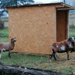Zvířecí osazenstvo táborské zoo rozšířil pár ovcí kamerunských