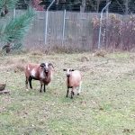 Zvířecí osazenstvo táborské zoo rozšířil pár ovcí kamerunských