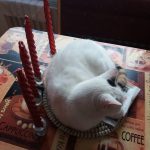 VÝSTAVA. Prohlédněte si adventní věnce našich čtenářů