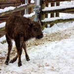 Pojmenujte zubří mláďata z táborské zoo. Autoři vybraných jmen je sami nakrmí