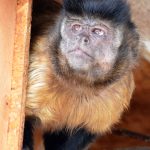Malpy z táborské zoo mrazy rády nemají. Na sněhu dlouho nevydrží